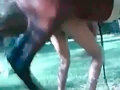 Active horse sex in doggystyle